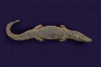 Spectacled caiman Collection Image, Figure 6, Total 12 Figures